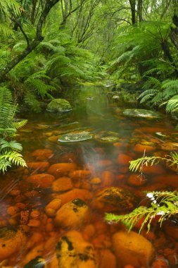 Red river through lush temperate rainforest in the Garden Route National Park in South Africa. clipart