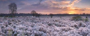 Heather, gündoğumu Hollanda Hilversum yakınındaki fotoğraflandı kışın buzlu.