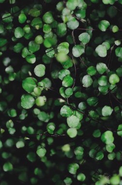 Güzel yeşil bitki örtüsü Botanik Bahçesi