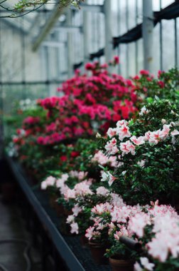 Açelya çiçek Botanik Bahçesi