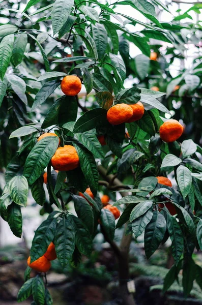 Pomarańczy Oddział Ogrodzie Botanicznym — Zdjęcie stockowe