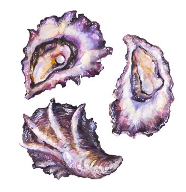 Beyaz arka plan üzerinde izole sulu boya boyalı istiridye küme. Ham yumuşakçalar illüstrasyon