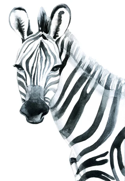 Zebra Acquerello Isolato Sfondo Bianco Raster Illustrazione — Foto Stock