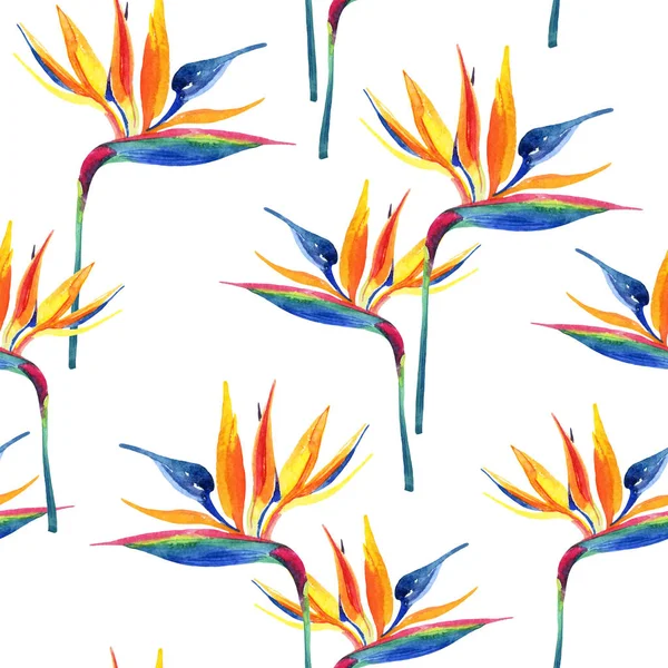 Simple watercolor tropical seamless pattern with bird-of-paradise flower. Exotic flowers on white background. Hand painted natural illustration