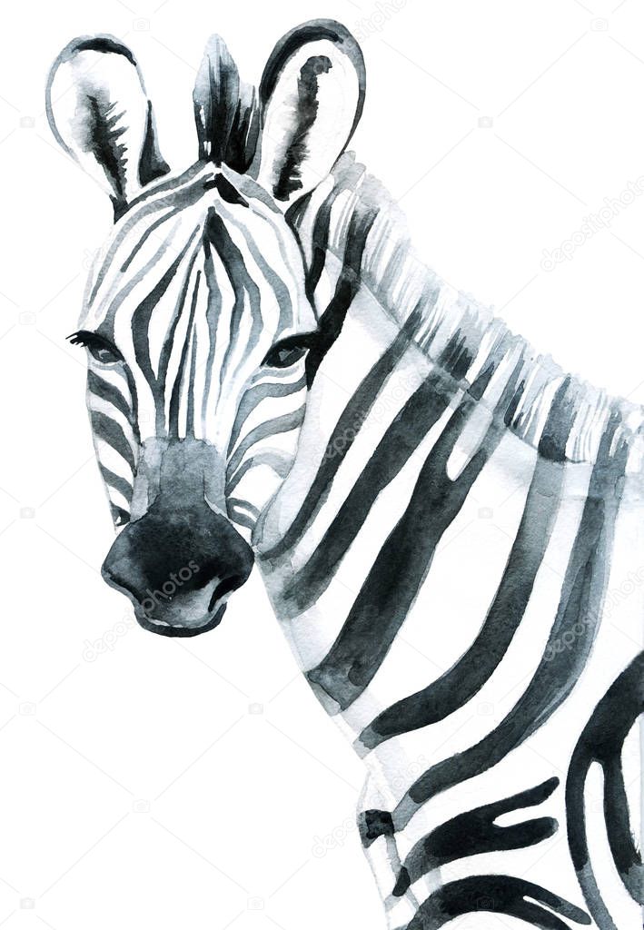 Watercolor zebra isolated on white background raster illustration