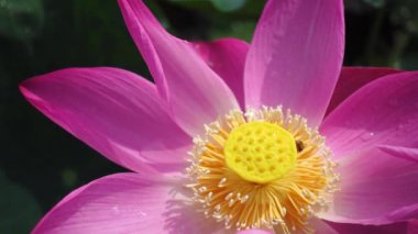 Bal arısı ile pembe lotus çiçeği. Odak bir güzel pembe lotus çiçek pistil bal toplama arı ile kapatın. Bir pembe lotus çiçekleri, yeşil yaprak ve sarı lotus tomurcuk içinde bir su birikintisi arka plan olduğunu