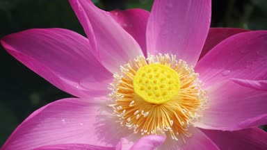 Pembe lotus çiçeği. Telif kaliteli stok görüntü çiy ile bir güzel pembe lotus çiçek bırakır. Pembe lotus çiçek ve sarı lotus tomurcuk içinde su birikintisi arka plan olduğunu. Barış sahne bir kırsal kesimde