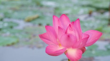 Taze pembe lotus çiçeği. Lisanslı yüksek kaliteli ücretsiz stok görüntüleri güzel pembe lotus çiçeği. Arka plan pembe lotus çiçek ve sarı lotus tomurcuk içinde bir su birikintisi var. Barış sahne bir kırsal kesimde