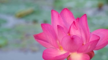Taze pembe lotus çiçeği. Yakın odak bir güzel pembe lotus çiçek ile kopya alanı metin veya reklam için. Pembe lotus çiçek ve sarı lotus tomurcuk içinde bir su birikintisi arka plan olduğunu