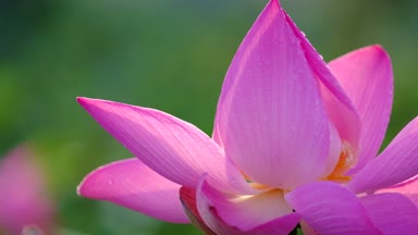 Taze pembe lotus çiçeği. Lisanslı yüksek kaliteli ücretsiz stok görüntüleri güzel pembe lotus çiçeği. Arka plan pembe lotus çiçek ve sarı lotus tomurcuk içinde bir su birikintisi var. Barış sahne bir kırsal kesimde