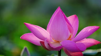 Taze pembe lotus çiçeği. Yakın odak bir güzel pembe lotus çiçek ile kopya alanı metin veya reklam için. Pembe lotus çiçek ve sarı lotus tomurcuk içinde bir su birikintisi arka plan olduğunu