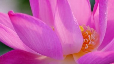 Taze pembe lotus çiçeği. Lisanslı yüksek kaliteli ücretsiz stok görüntüleri güzel pembe lotus çiçeği. Arka plan pembe lotus çiçek ve sarı lotus tomurcuk içinde bir su birikintisi var. Barış sahne bir kırsal kesimde