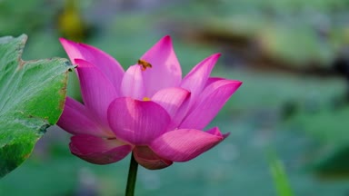 Taze pembe lotus çiçeği. Lisanslı yüksek kaliteli ücretsiz stok görüntüleri güzel pembe lotus çiçeği. Arka plan pembe lotus çiçek ve sarı lotus tomurcuk içinde bir su birikintisi var. Barış sahne bir kırsal kesimde