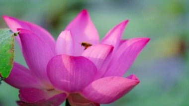 Bal arısı ile pembe lotus çiçeği. Odak bir güzel pembe lotus çiçek pistil bal toplama arı ile kapatın. Bir pembe lotus çiçekleri, yeşil yaprak ve sarı lotus tomurcuk içinde bir su birikintisi arka plan olduğunu