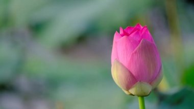 Taze pembe lotus çiçeği. Lisanslı yüksek kaliteli ücretsiz stok görüntüleri güzel pembe lotus çiçeği. Arka plan pembe lotus çiçek ve sarı lotus tomurcuk içinde bir su birikintisi var. Barış sahne bir kırsal kesimde