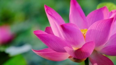 Taze pembe lotus çiçeği. Lisanslı yüksek kaliteli ücretsiz stok görüntüleri güzel pembe lotus çiçeği. Arka plan pembe lotus çiçek ve sarı lotus tomurcuk içinde bir su birikintisi var. Barış sahne bir kırsal kesimde