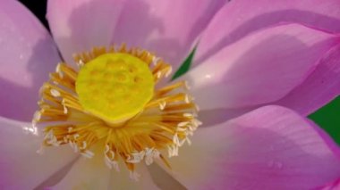 Taze pembe lotus çiçeği. Lisanslı yüksek kaliteli ücretsiz stok görüntüleri güzel pembe lotus çiçeği. Arka plan pembe lotus çiçek ve sarı lotus tomurcuk içinde bir su birikintisi var. Barış sahne bir kırsal kesimde