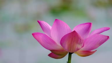 Taze pembe lotus çiçeği. Lisanslı yüksek kaliteli ücretsiz stok görüntüleri güzel pembe lotus çiçeği. Arka plan pembe lotus çiçek ve sarı lotus tomurcuk içinde bir su birikintisi var. Barış sahne bir kırsal kesimde