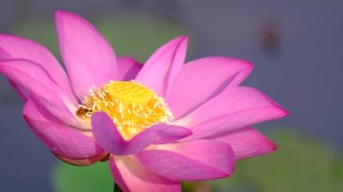Taze pembe lotus çiçeği. Lisanslı yüksek kaliteli ücretsiz stok görüntüleri güzel pembe lotus çiçeği. Arka plan pembe lotus çiçek ve sarı lotus tomurcuk içinde bir su birikintisi var. Barış sahne bir kırsal kesimde