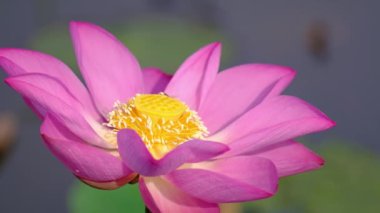 Bal arısı ile pembe lotus çiçeği. Odak bir güzel pembe lotus çiçek pistil bal toplama arı ile kapatın. Bir pembe lotus çiçekleri, yeşil yaprak ve sarı lotus tomurcuk içinde bir su birikintisi arka plan olduğunu