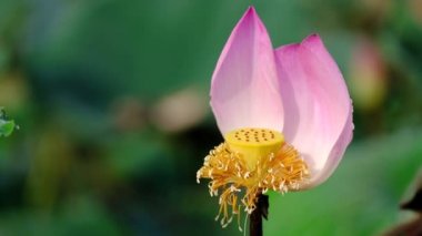 Taze pembe lotus çiçeği. Lisanslı yüksek kaliteli ücretsiz stok görüntüleri güzel pembe lotus çiçeği. Arka plan pembe lotus çiçek ve sarı lotus tomurcuk içinde bir su birikintisi var. Barış sahne bir kırsal kesimde