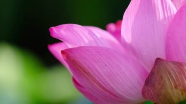 Taze pembe lotus çiçeği. Lisanslı yüksek kaliteli ücretsiz stok görüntüleri güzel pembe lotus çiçeği. Arka plan pembe lotus çiçek ve sarı lotus tomurcuk içinde bir su birikintisi var. Barış sahne bir kırsal kesimde