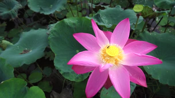 Fräsch Rosa Lotusblomma Stäng Fokus Vacker Rosa Lotusblomma Med Kopia — Stockvideo