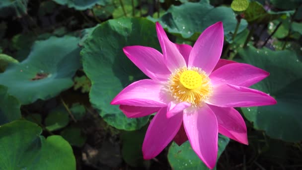 Verse Roze Lotusbloem Royalty Kwalitatief Hoogwaardige Gratis Beeldmateriaal Van Een — Stockvideo