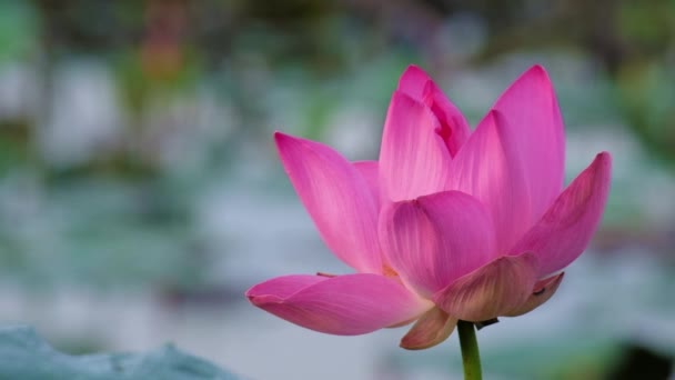 新鮮なピンクの蓮の花 ロイヤリティ高品質無料映像素材集美しいピンクの蓮の花 背景は ピンクの蓮の花と池の黄色い蓮のつぼみです 田舎で平和シーン — ストック動画