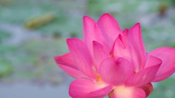 Verse Roze Lotusbloem Nauwe Focus Van Een Mooie Roze Lotusbloem — Stockvideo