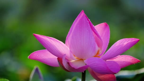 Flor Lótus Rosa Royalty Imagem Estoque Alta Qualidade Uma Bela — Vídeo de Stock