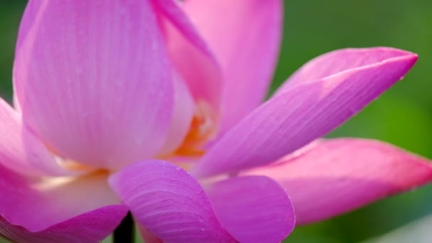 Świeży Lotosu Różowy Kwiat Tantiem Wysokiej Jakości Darmowe Stockowy Kwiat — Wideo stockowe