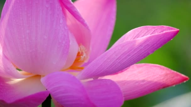 Fresh Pink Lotus Flower Royalty High Quality Free Stock Footage — Stock Video