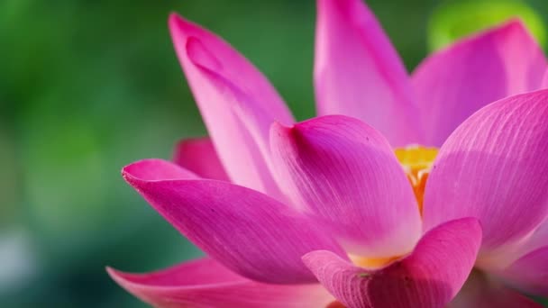 新鮮なピンクの蓮の花 ロイヤリティ高品質無料映像素材集美しいピンクの蓮の花 背景は ピンクの蓮の花と池の黄色い蓮のつぼみです 田舎で平和シーン — ストック動画