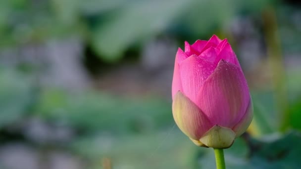 粉红色的莲花花 版税高品质的股票形象美丽的粉红色莲花与露水滴 背景是粉红色的莲花和池塘中的黄莲花芽 乡村和平场面 — 图库视频影像