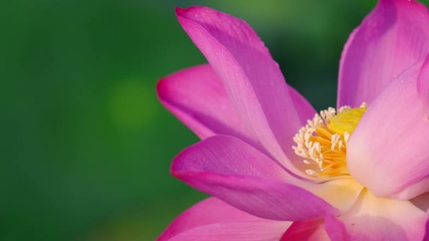 Frische Rosa Lotusblüte Lizenzgebühren Hochwertige Kostenlose Archivaufnahmen Einer Schönen Rosa — Stockvideo