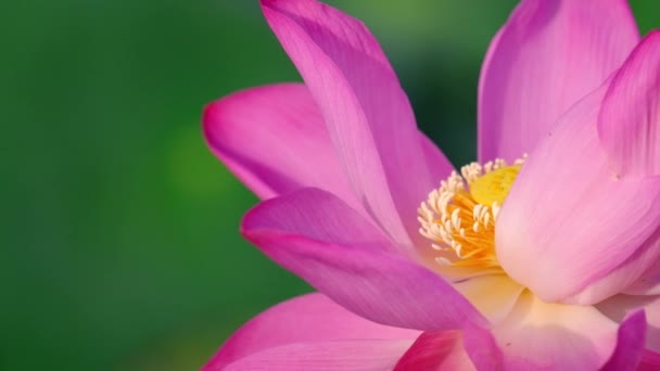新鲜的粉红色莲花 密切关注的美丽的粉红色莲花与复制空间的文本或广告 背景是粉红色的莲花和黄色的莲花芽在池塘里 — 图库视频影像