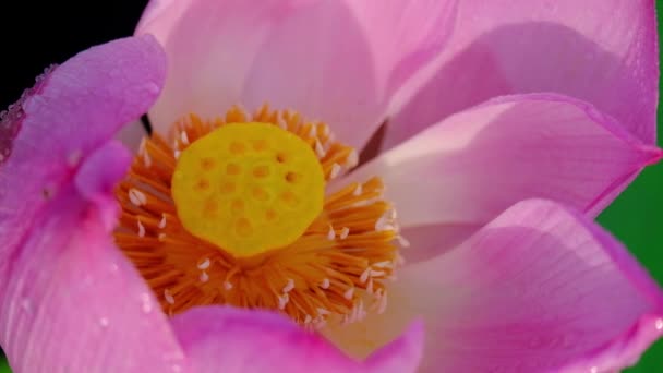 Flor Lótus Rosa Royalty Imagem Estoque Alta Qualidade Uma Bela — Vídeo de Stock