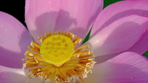 新鮮なピンクの蓮の花 テキストまたは広告のコピー スペース美しいピンクの蓮の花の近くにフォーカス 背景がピンクの蓮の花と池に黄色の蓮のつぼみ — ストック動画