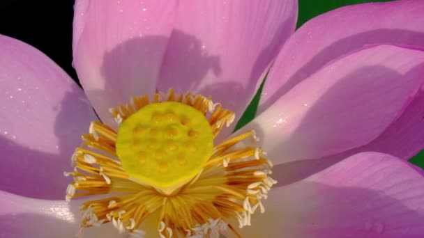 Fresh Pink Lotus Flower Royalty High Quality Free Stock Footage — Stock Video