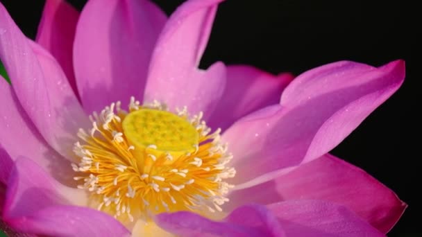 新鲜的粉红色莲花 版税高品质的免费股票画面美丽的粉红色莲花 背景是粉红色的莲花和黄色的莲花芽在池塘 乡村和平场面 — 图库视频影像