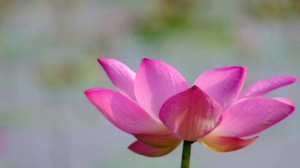 Свіжа Рожева Квітка Лотоса Близький Фокус Красива Рожева Квітка Лотоса — стокове відео