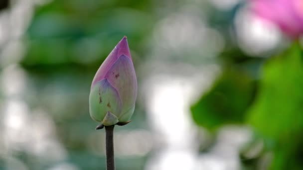 Свіжа Рожева Квітка Лотоса Роялті Високоякісні Безкоштовні Стокові Кадри Красивої — стокове відео
