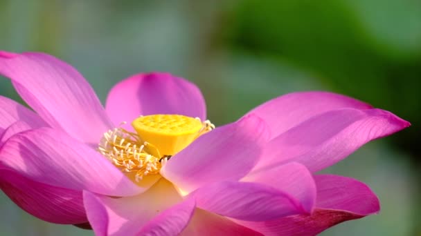 Fresh Pink Lotus Flower Royalty High Quality Free Stock Footage — Stock Video