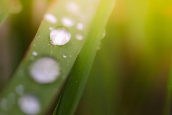 Fresh green grass with dew drops close up. Royalty high quality free stock image of water drops on the fresh grass after rain. Light morning dew on the green grass with selective focus