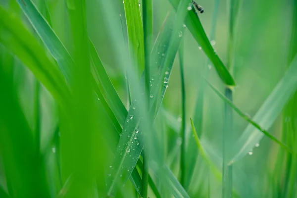 Fresh green grass with dew drops close up. Royalty high quality free stock image of water drops on the fresh grass after rain. Light morning dew on the green grass with selective focus