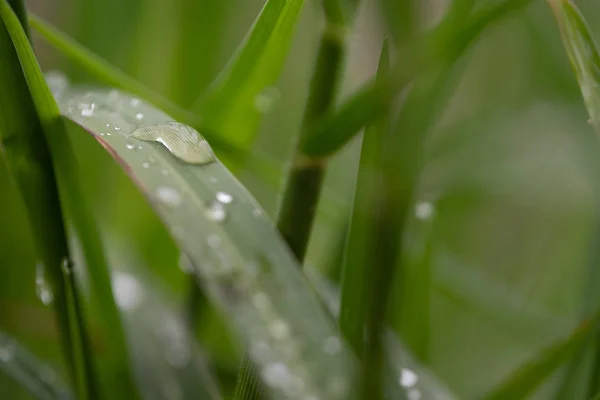 Fresh green grass with dew drops close up. Royalty high quality free stock image of water drops on the fresh grass after rain. Light morning dew on the green grass with selective focus and beautiful natural bokeh