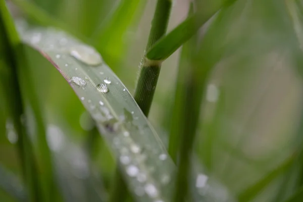 Fresh green grass with dew drops close up. Royalty high quality free stock image of water drops on the fresh grass after rain. Light morning dew on the green grass with selective focus