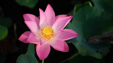 Taze pembe lotus çiçeği. Yakın odak bir güzel pembe lotus çiçek çiçek açmış. Pembe lotus çiçek ve sarı lotus tomurcuk içinde güneş ışığı bir su birikintisi arka plan olduğunu