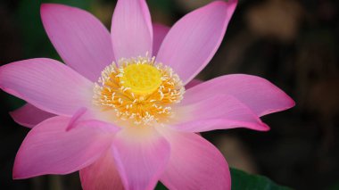 Pembe lotus çiçeği makro fotoğraf. Metin veya reklam için kopya alanı ile bir güzel pembe lotus çiçeği fotoğrafı kapatın. Pembe lotus çiçek ve sarı lotus tomurcuk içinde bir su birikintisi arka plan olduğunu